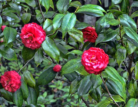 Magnolia Plantation 05