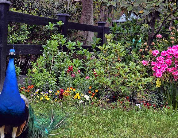 Magnolia Plantation 06