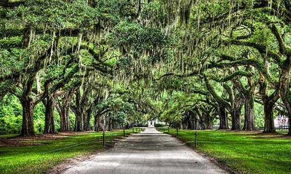 dmo-plantations-01