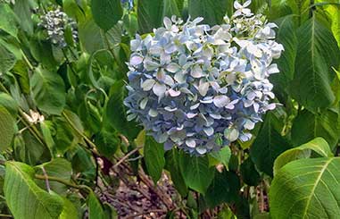 charleston-plantation-tours-07